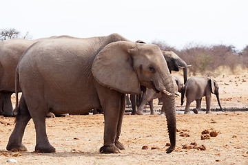 Image showing herd of African elephants at a waterhole