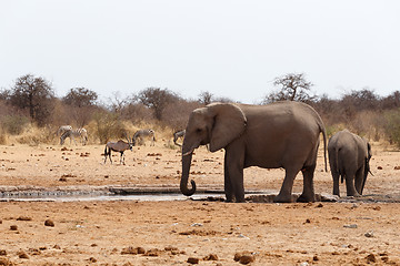 Image showing herd of African elephants at a waterhole