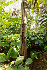 Image showing Cinnamon tree on Bali, Indonesia