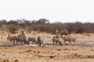 Image showing Kudu drinking from waterhole