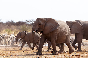 Image showing herd of African elephants at a waterhole