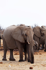 Image showing herd of African elephants at a waterhole