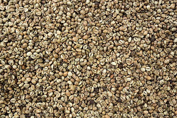 Image showing harvested green Coffee Beans