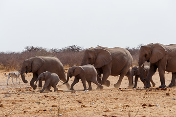 Image showing herd of African elephants hurry to waterhole