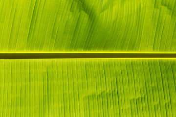 Image showing Banana leaf background
