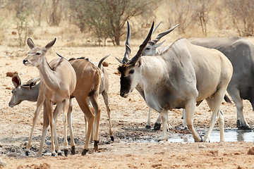 Image showing herd of eland drinking from waterhole