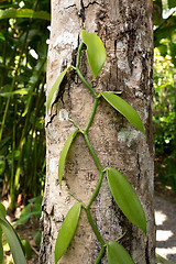 Image showing Fresh Vanilla leaves on tree