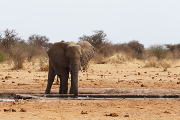 Image showing African elephants at a waterhole