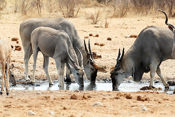 Image showing herd of eland drinking from waterhole