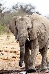 Image showing African elephants at a waterhole