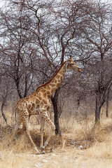 Image showing Giraffa camelopardalis near waterhole