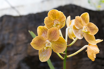 Image showing wild yellow orchid