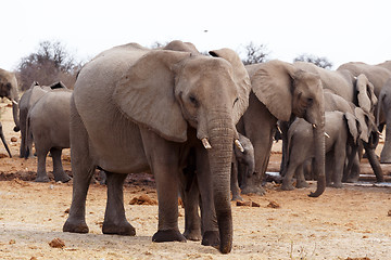 Image showing herd of African elephants at a waterhole