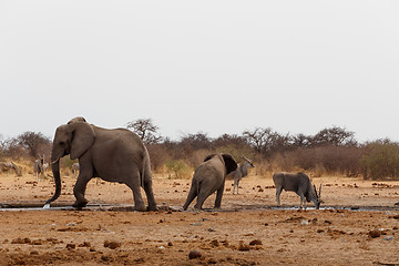 Image showing African elephants at a waterhole