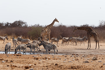 Image showing Giraffa camelopardalis and zebras drinking on waterhole