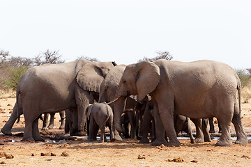 Image showing herd of African elephants at a waterhole