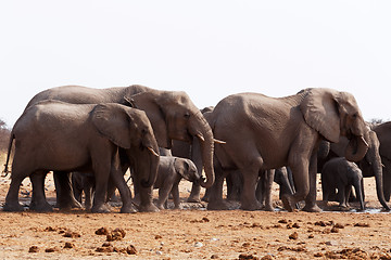 Image showing herd of African elephants drinking at a waterhole