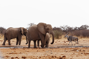 Image showing African elephants at a waterhole