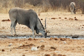 Image showing eland drinking from waterhole