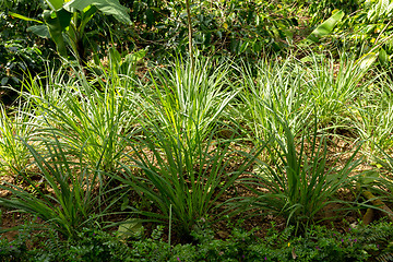 Image showing green lemongrass in garden