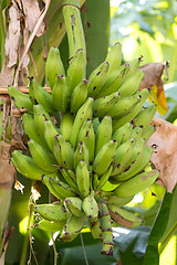 Image showing unripe bananas on the tree