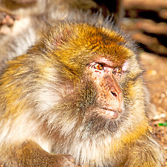 Image showing bush monkey in africa morocco and natural background fauna close