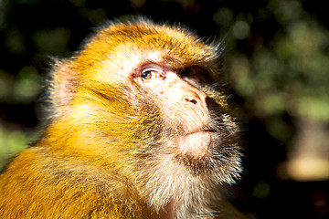 Image showing bush   africa  background fauna close up