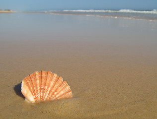 Image showing Sea Shell On The Beach