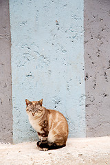 Image showing alone cat in africa  and  