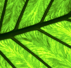 Image showing  e up abstract of a  green  black   leaf and his veins in the li