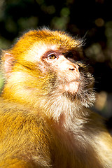 Image showing old monkey in  and natural  close up