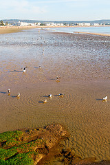 Image showing   in morocco  sea africa ocean wave and  bird