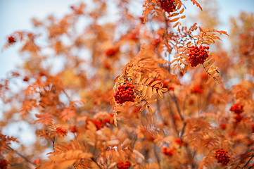 Image showing rowan-tree with rowanberry