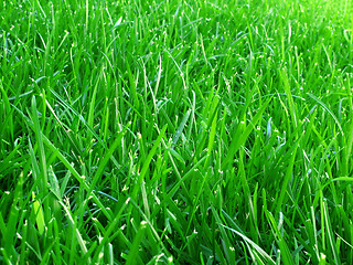 Image showing Grass