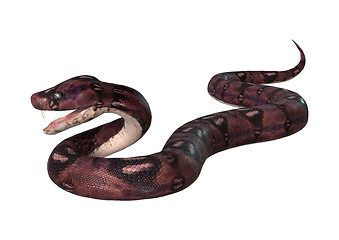 Image showing Courious Anaconda on White