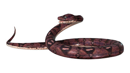 Image showing Dangerous Anaconda on White