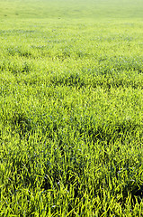 Image showing Grassland background