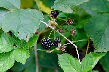 Image showing Blackberry and leaf