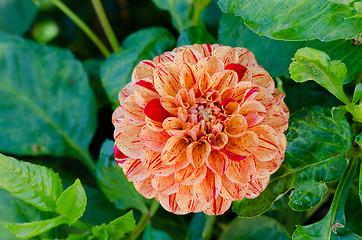 Image showing Orange Dahlia English breakfast