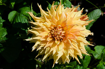 Image showing Go America a great dahlia