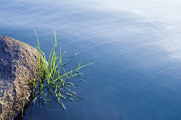 Image showing Stones and grass in water surface