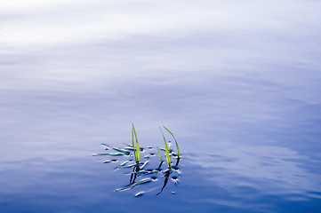 Image showing Grass in water surface
