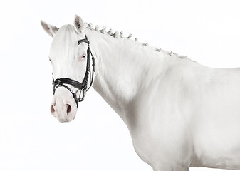 Image showing isolated white pony