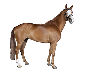 Image showing isolated brown horse