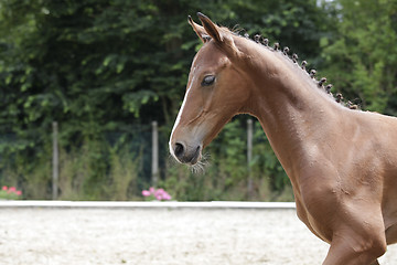 Image showing Foals with pigtails