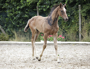 Image showing Holsteiner foals noble