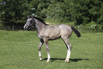 Image showing Grey foal with halters
