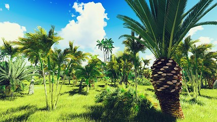 Image showing Lush vegetation in jungle