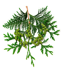 Image showing Green twig of thuja with cones