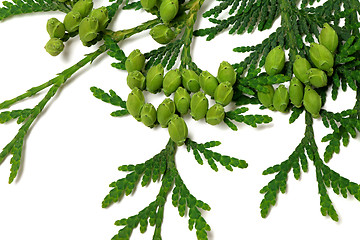 Image showing Green twig of thuja with cones 